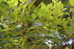 Diospyros buxifolia